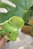 雅致40-50cm龟背竹花卉盆栽客厅绿植室内好养办公室桌面摆件源头直发 实拍图