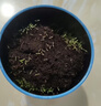 IAM City Farmer六一儿童节礼物向日葵种子迷你盆栽绿植幼儿园种植小盆栽10029 实拍图