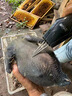 三个小厨全自动家禽拔毛器电动去鸡鸭鹅毛神器多功能防水充电加商用脱毛机 晒单实拍图