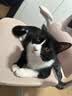 LEGENDSANDY蓝氏猫粮生鲜猎鸟鲜乳鸽生骨肉冻干高蛋白全价成猫粮幼猫通用型 【囤货装】全价通用美毛增肌丨荒野猎兔丨9kg 实拍图