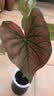 虹越（HONGYUE）高端绿植彩叶芋盆栽 多品可选室内阳台客厅装饰观叶植物 【DH彩叶芋】
