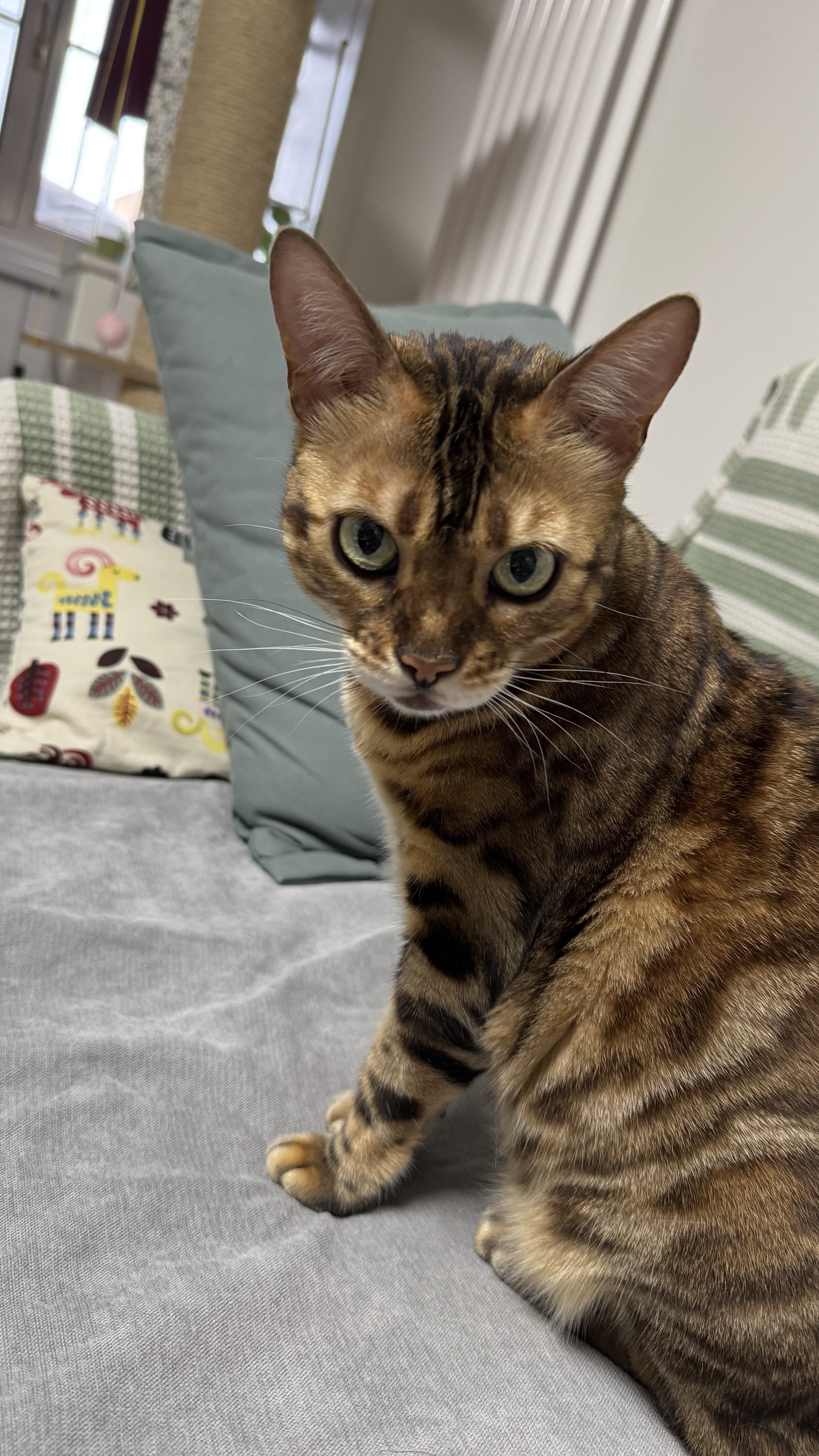 麦富迪猫零食猫冻干猫咪零食冻干桶成幼猫通用冻干磨牙零食 三文鱼55g（亮毛护肤） 实拍图