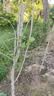 黛陌 银杏树苗南北方种植银杏苗白果苗庭院绿化苗白果树苗占地绿化苗 4公分粗 银杏树 实拍图