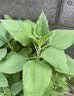 【天然胰岛果】新鲜洋姜可腌制鬼子姜姜不辣农家蔬菜菊芋泡菜 新鲜河北洋姜中大果尝鲜装 净重250g 实拍图