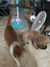 伯纳天纯小型成犬粮泰迪比熊博美天然粮樱桃味狗粮10kg/20斤 实拍图