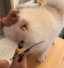 皇佳宠宠物美容剪刀狗狗猫咪造型弯剪7寸不锈钢犬猫通用宠物修毛剪子 实拍图