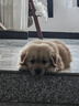 好主人狗粮 全犬种通用幼犬粮2.5kg泰迪金毛拉布拉多比熊天然粮5斤/20斤 全犬种幼犬粮5斤 实拍图