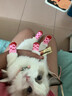 LEGENDSANDY蓝氏猫粮生鲜猎鸟鲜乳鸽生骨肉冻干高蛋白全价成猫粮幼猫通用型 试吃尝鲜装丨猎鸟乳鸽丨50g 实拍图
