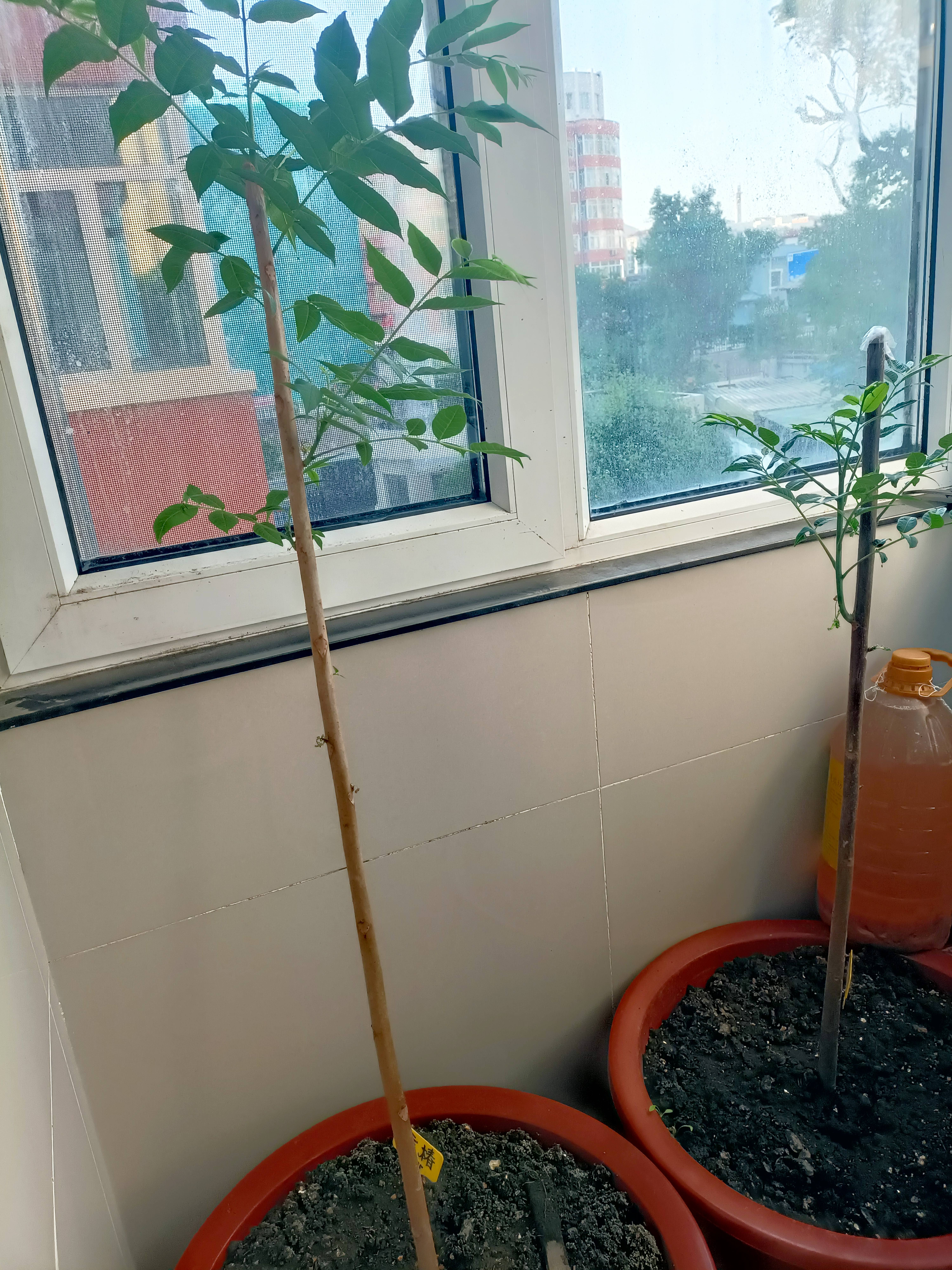 CHUANGSHIJI香椿树苖绿油香椿苗盆栽地栽南方北方种植食用香椿树苗红油香椿苗 红油香椿4年苗【当年采摘】 80cm(含)-89cm(含) 实拍图