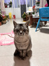 伟嘉成猫猫粮 夹心粮10kg牛肉味全价猫粮 实拍图