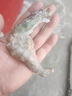东上御品虾 青岛大虾基围虾鲜活青虾白虾海虾对虾冰虾冻虾生鲜 虾类 海鲜 3斤(净重)  气冻大虾【活虾速冻】 11-12cm【活虾速冻】 实拍图