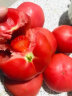 普罗旺斯西红柿（鲜果可送到家）优质果园基地种植时令新鲜水果蔬菜 当季沙瓤自然熟生吃水果大番茄 5斤礼盒装（15枚果子左右） 晒单实拍图