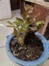 玫瑰花苗老桩绿植物盆栽月季蔷薇老根室内外阳台庭院特大花卉四季 10金镶玉（老桩苗四季开花） 实拍图