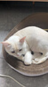 喔喔（WOWO）全价猫粮 经典大蓝包冻干三鲜 成猫幼猫通用猫干粮 混合口味3kg 实拍图