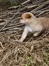 麦富迪狗粮 藻趣儿狗粮幼犬粮牛肉螺旋藻 呵护肠胃2.5kg 实拍图