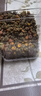 福东海头采昆仑雪菊胎菊200克 正宗【10A特级新疆野生】天山雪菊花茶 实拍图