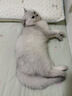 pidan混合豆腐猫砂 豆腐膨润土皮蛋猫砂除臭猫砂结团快 经典款2.4kg*4 实拍图