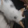 美人喵小安心猫粮幼猫1到3月奶糕专用离乳期4到12月全价小猫奶猫幼猫粮 【1-6月】羊奶幼猫粮8斤 实拍图