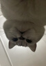 海洋之星低温烘焙猫粮冰川三文鱼猫干粮 全价成猫幼猫粮试吃一斤试用装 实拍图