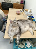 麦富迪猫粮 冻干鲜粮高蛋白成幼猫粮美毛亮毛 三文鱼鸡肉1.8kg 实拍图