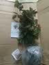 果汁阳台月季花苗四季开花卉盆栽绿植物室内花易活玫瑰带花苞庭院 黑巴克【大花浓香，月月开分枝多】 【带花苞】【盆口径15cm】原盆冠25高35 实拍图