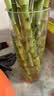 花翁水培绿植室内水养花卉盆栽透明圆柱瓶直径10CM 高度30cm源头直发 实拍图
