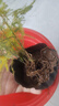 文竹盆栽绿植花卉盆景植物室内客厅水培文松云竹文竹大苗四季常青 小文竹【1颗】原盆原土球发货 高度15-25cm 实拍图
