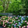 蒂乐拍拍水垫婴儿学爬宝宝爬行垫引导0-1岁宝宝玩水玩具螃蟹 【135*125cm】海星哔哔叫-赠打气筒+修补贴 实拍图