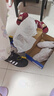 阿迪达斯（adidas）adidas三叶草贝壳头SUPERSTARII男女休闲鞋 JI0079 40.5码 实拍图