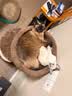 兽牌云端实木猫爬架小户型猫架带窝猫咪抓柱猫架子猫树猫窝猫抓板一体 小树屋【实木柱+大窝】 实拍图