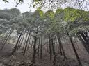 骆驼山栖户外登山包双肩包大容量便携露营徒步背包男女防泼耐磨书包 A1W3QJ111A，卡其，赠防雨罩 轻量升级版 轻感背负 实拍图