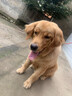 麦富迪狗粮 藻趣儿狗粮成犬粮牛肉螺旋藻 均衡营养15kg/30斤 实拍图