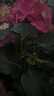 九千谷植物爬藤架包塑钢管园艺支架护花架支撑杆圆环型60CM 5个装6430 实拍图