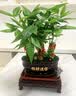 幼薇发财树盆栽树桩招财室内大型绿植开业送礼前台大号金钱树四季常青 三棵发财树+湛蓝招财进+鸡翅木 带盆栽好 实拍图