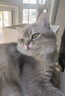 LEGENDSANDY蓝氏全价猫粮生鲜高能系列成猫幼猫 试用 试吃 猎鸟乳鸽 50g*5 实拍图