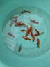 金鱼草金鱼观赏鱼冷水好养耐活小鱼苗锦鲤 5-7cm 红草金买10条送10条（加备损） 实拍图