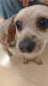 嬉皮狗小狗狗牵引绳背心式遛狗绳子小型犬胸背带狗链子 M码 建议4-10斤 实拍图