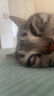 好主人猫粮 理想体态成猫粮全价天然猫粮高蛋白亮泽皮毛肠胃呵护营养粮 全价成猫粮10斤 实拍图
