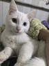 逸诺（enoug）SOS猫咪沐浴露猫咪洗澡专用抑菌清洁去味幼猫宠物沐浴露530ml 实拍图