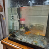 松宝鱼缸过滤器三合一潜水增氧泵水族箱内置过滤净水氧气泵循环抽水泵 WP-750F 3.5瓦【适用30以下鱼缸】 实拍图