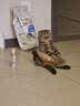皇家室内成猫粮 I27 通用粮 12月以上 2KG 实拍图