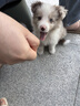 冠能狗粮大中型犬幼犬狗粮2.5kg 全价狗粮 含牛初乳 实拍图