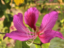 素养生活有机白花生1.5斤 生花生米 白皮花生 花生豆 水煮 凉拌粗粮 实拍图