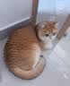 皇家英短成猫粮 BS34 通用粮 12月以上 4.5KG 实拍图