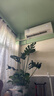 京东绿植老桩龟背竹大盆栽客厅室内大型植物大叶真绿植0.8-1m圆形源头直发 实拍图