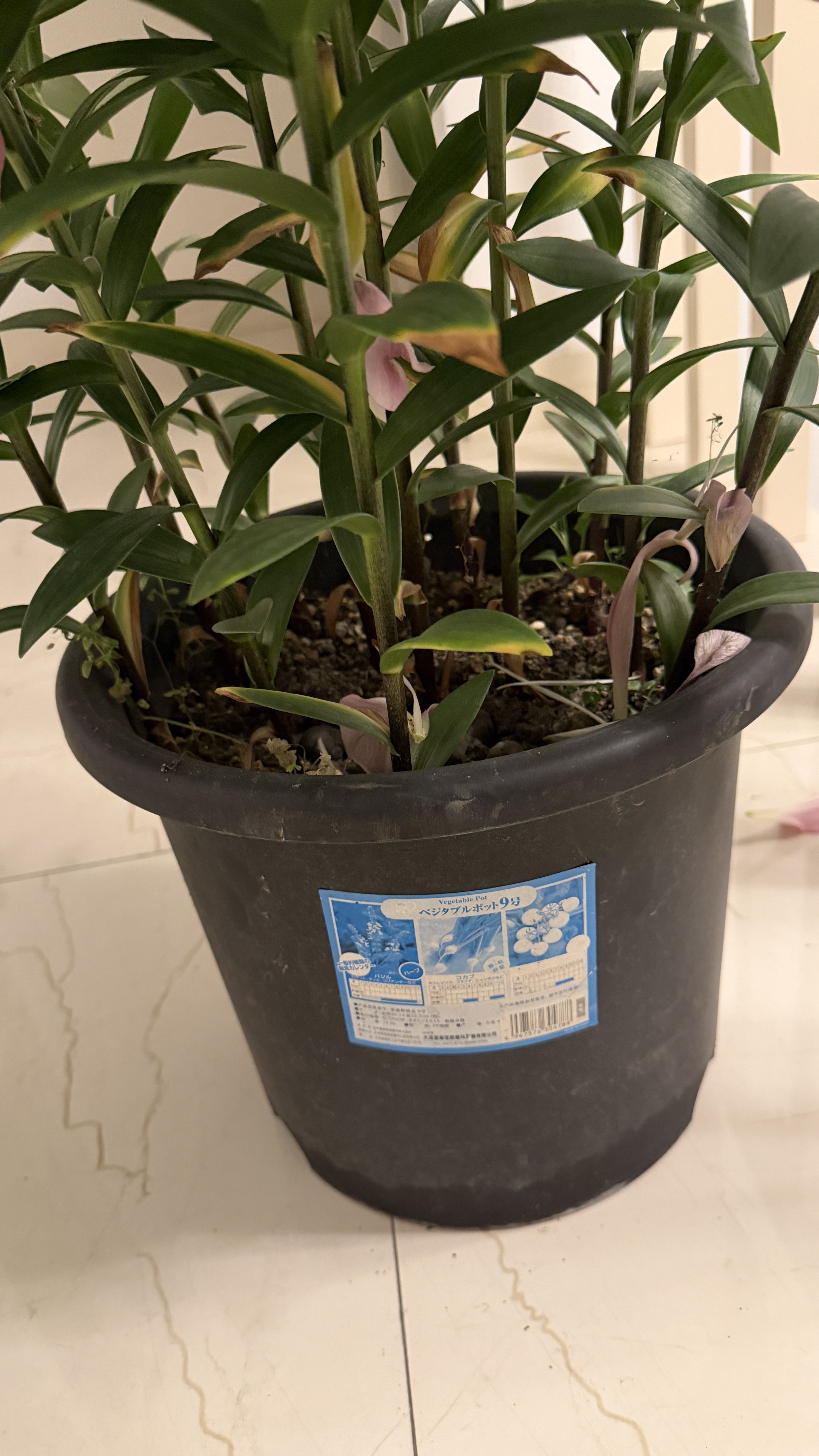 爱丽思花盆塑料圆形树脂多肉花盆种花种菜盆绿萝爱丽丝 军绿口径30.1cm 实拍图