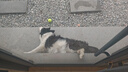 麦富迪狗粮 无谷牛肉双拼狗粮成犬 小型犬中大型犬通用10kg/20斤 实拍图