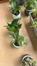 花翁金钻盆栽绿植物大盆绿萝除室内甲醛花卉水培办公净化空气源头直发 实拍图