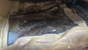 海鲜世家新西兰熟冻原汁全壳青口贝净含量1kg 21-26只/袋原装进口贝类端午 实拍图