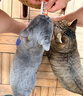 喔喔（WOWO）全价猫粮 经典大蓝包冻干三鲜 成猫通用猫干粮囤货装 混合口味6kg 实拍图